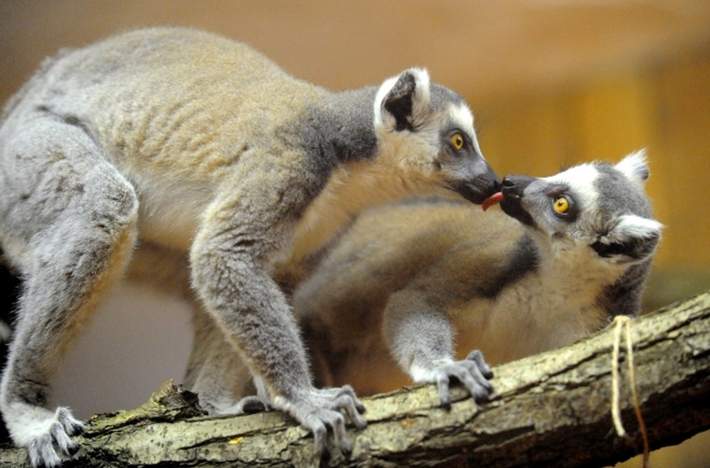 Navštivte olomouckou zoo netradičně večer. Adventní večerní prohlídky jsou tu!
