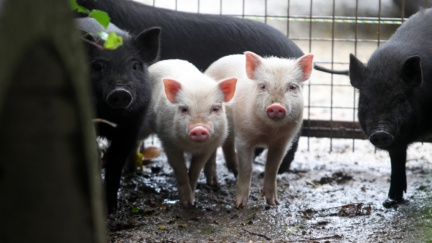 Británie s Čínou uzavřela lukrativní dohodu o vývozu prasečího spermatu