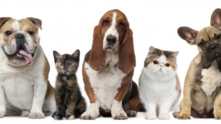 Domácí mazlíček: Trendy doplněk, nebo závazek?