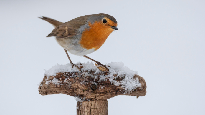 O víkendu by mohlo začít sněžit, i když spíš symbolicky