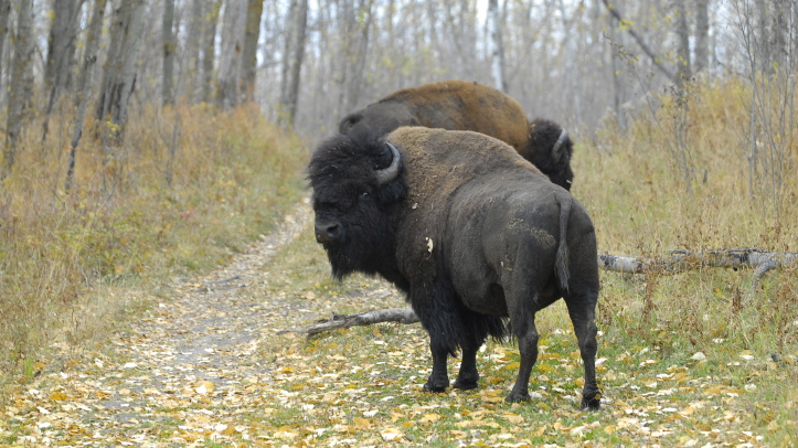 V ČR se chystá návrat zubrů do volné přírody, místo se upřesňuje