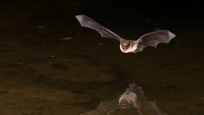 Počty netopýrů na Šumavě v posledních letech mírně rostou