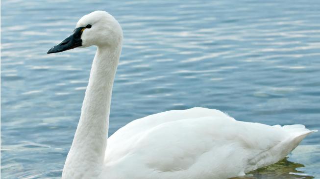 V Českých Budějovicích se objevila vzácná labuť malá