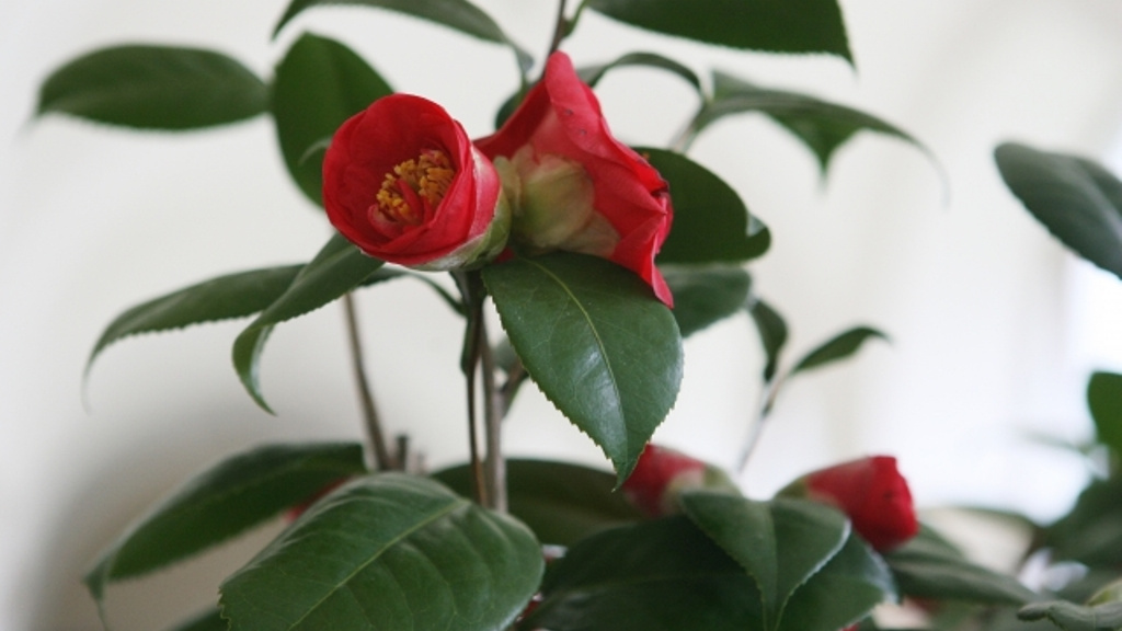 Zámek v Kroměříži v záplavě kamélií. Přivoňte si!