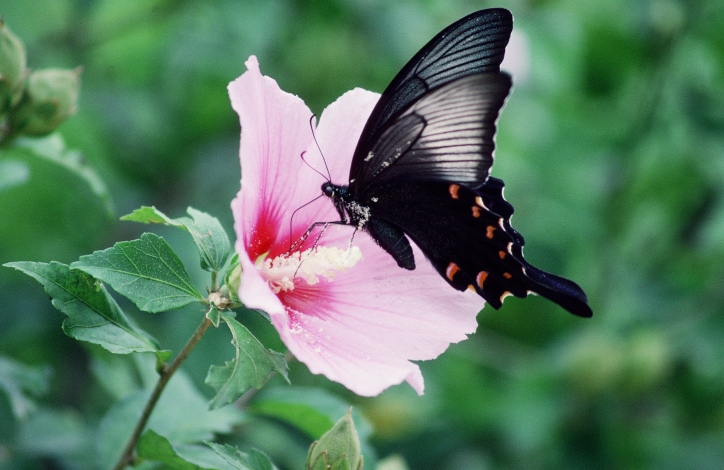 Nechte na sebe působit motýlí efekt. Máte šanci pozorovat motýly opravdu zblízka!