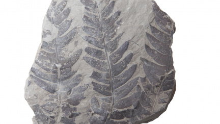 Na Plzeňsku se našly 300 milionů let staré fosiílie