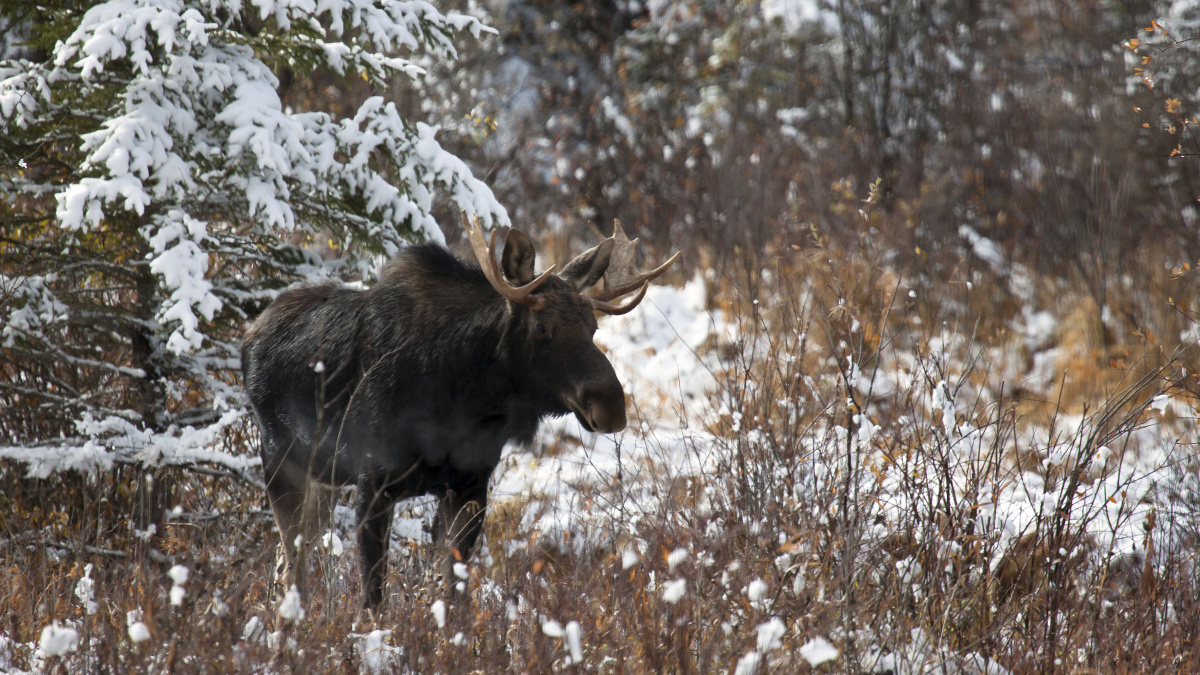 Agresivní los napadl řidiče sněžných skútrů