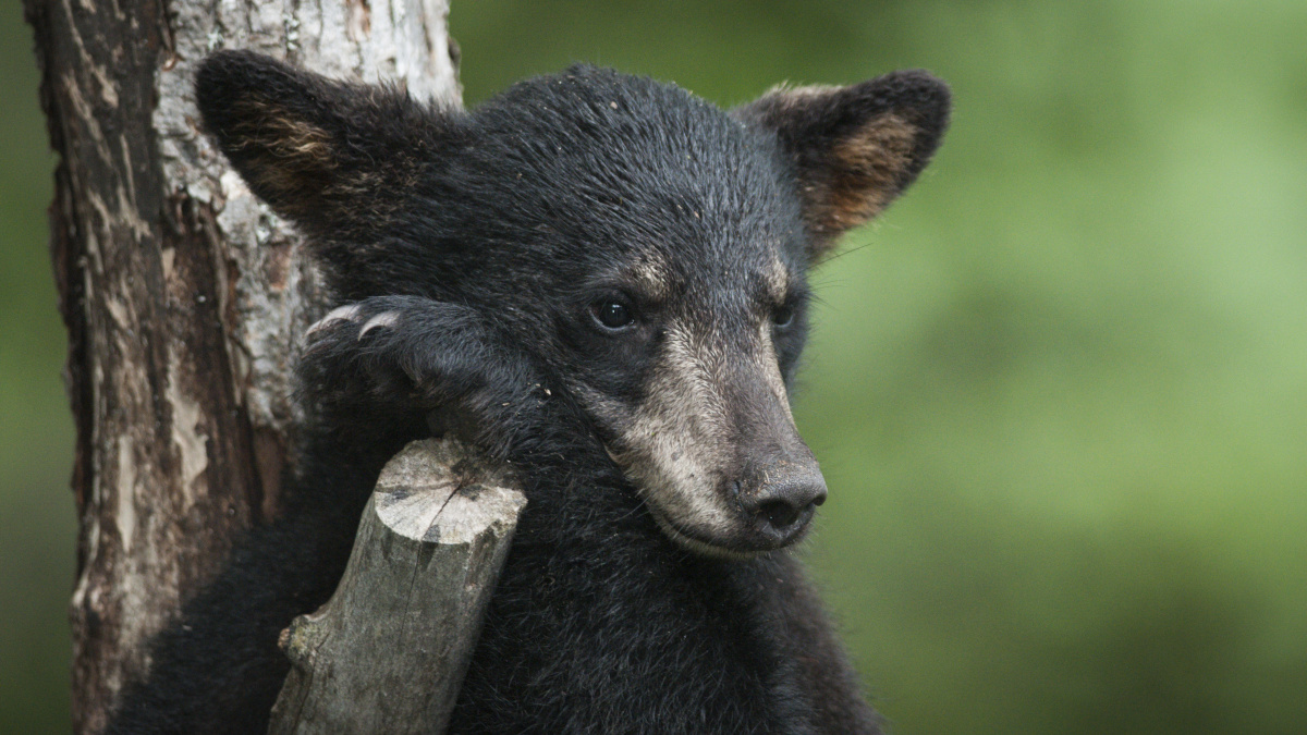 Medvědi jsou zdatní horolezci. Máme videodůkaz!