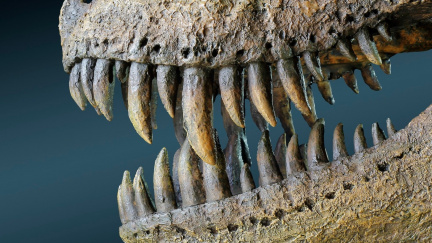 Vědci objevili nový typ tyranosaura s dlouhým nosem. Říkají mu Pinocchio rex