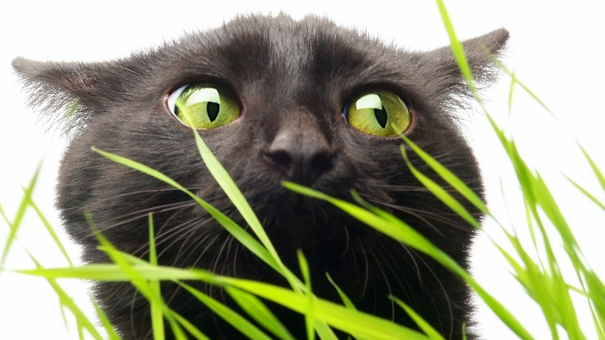 Floridská policie přišla na kloub záhadě mizejících koček