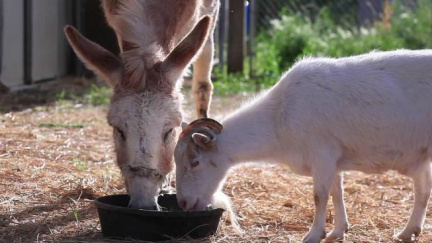 Příběh nezvyklého přátelství kozla a oslice dojal internet