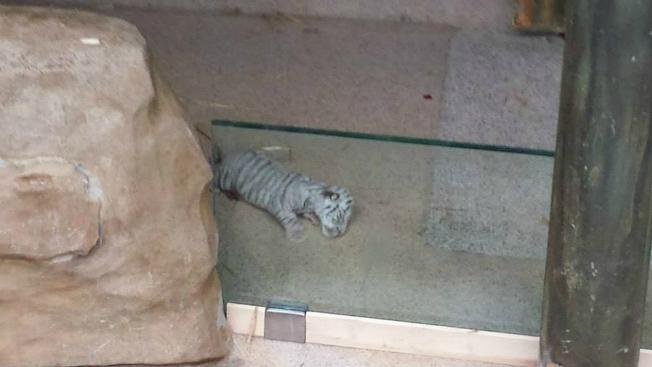 Liberecká zoo slaví: Po dvou letech se narodila mláďata bílých tygrů