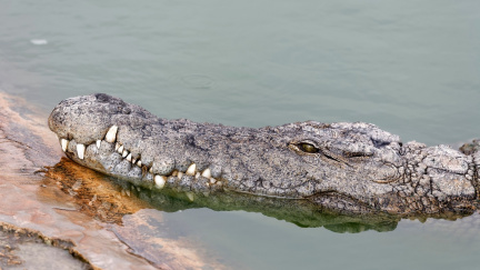 Opilý Australan přemohl krokodýla. Dloubl ho prstem do oka