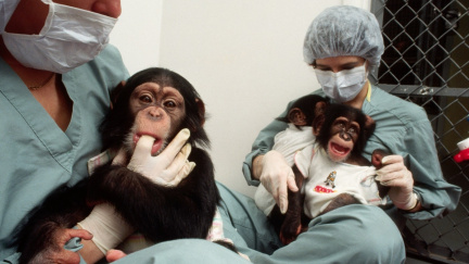 Ostrov umírajících opic, které nám daly vakcínu proti žloutence