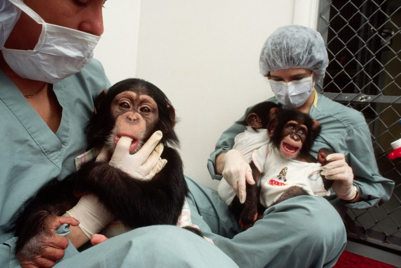 Ostrov umírajících opic, které nám daly vakcínu proti žloutence