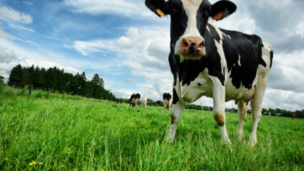 Už k nám prchají z Ukrajiny i krávy, smějí se Rusové