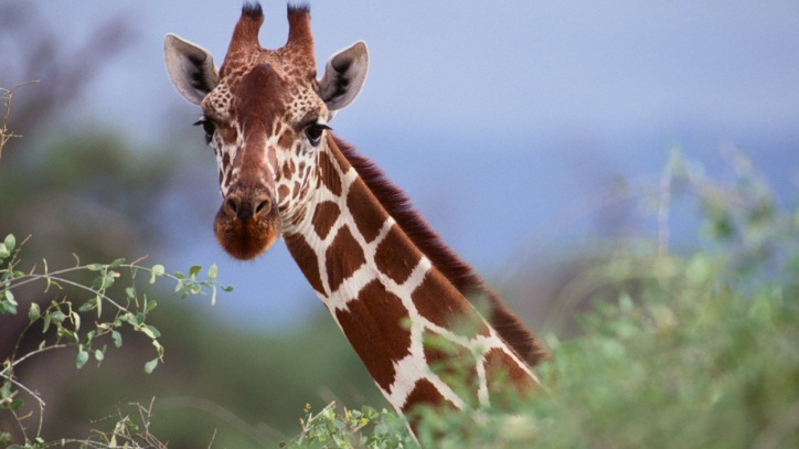 Žirafa tragicky zahynula při převozu do rezervace. Řidič neodhadl výšku mostu