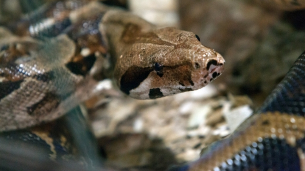 Hroznýš visel z okna na libereckém sídlišti. Hasiči zaimprovizovali s dopravním kuželem