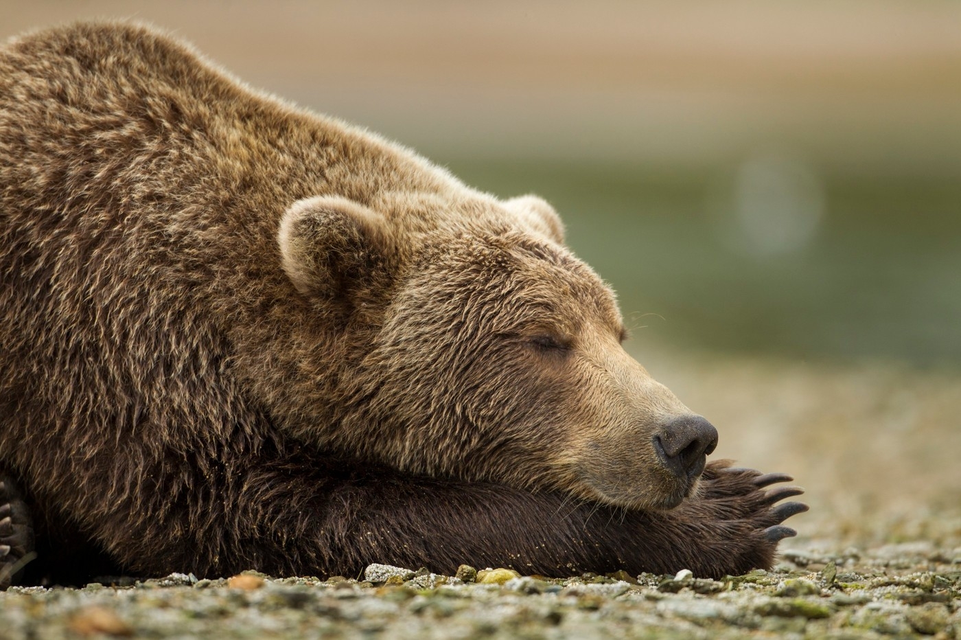 Slovenský parlament schválil zákon o jednodušším odstřelu problémových medvědů