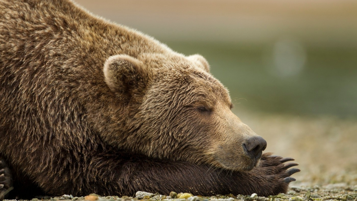Medvědi trpí cukrovkou. Umí ji vypínat a zapínat na povel