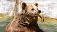 Na Slovensku byl podle ministra zastřelen medvěd, který zranil několik lidí