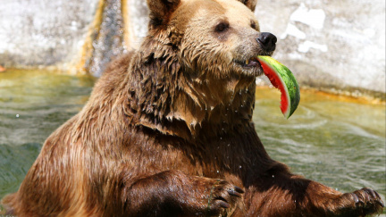 Na Slovensku byl podle ministra zastřelen medvěd, který zranil několik lidí