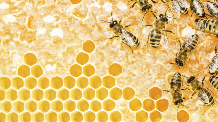 Zapomeňte na antibiotika. Med je mnohem účinnější