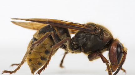 Sršni na Jičínsku napadli 30 běžců. Zasahoval i vrtulník