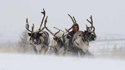 Norsko trápí radioaktivní sobi
