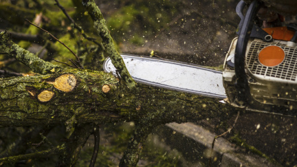 Chataři a majitelé zahrad, pozor! Platí nová pravidla pro kácení stromu