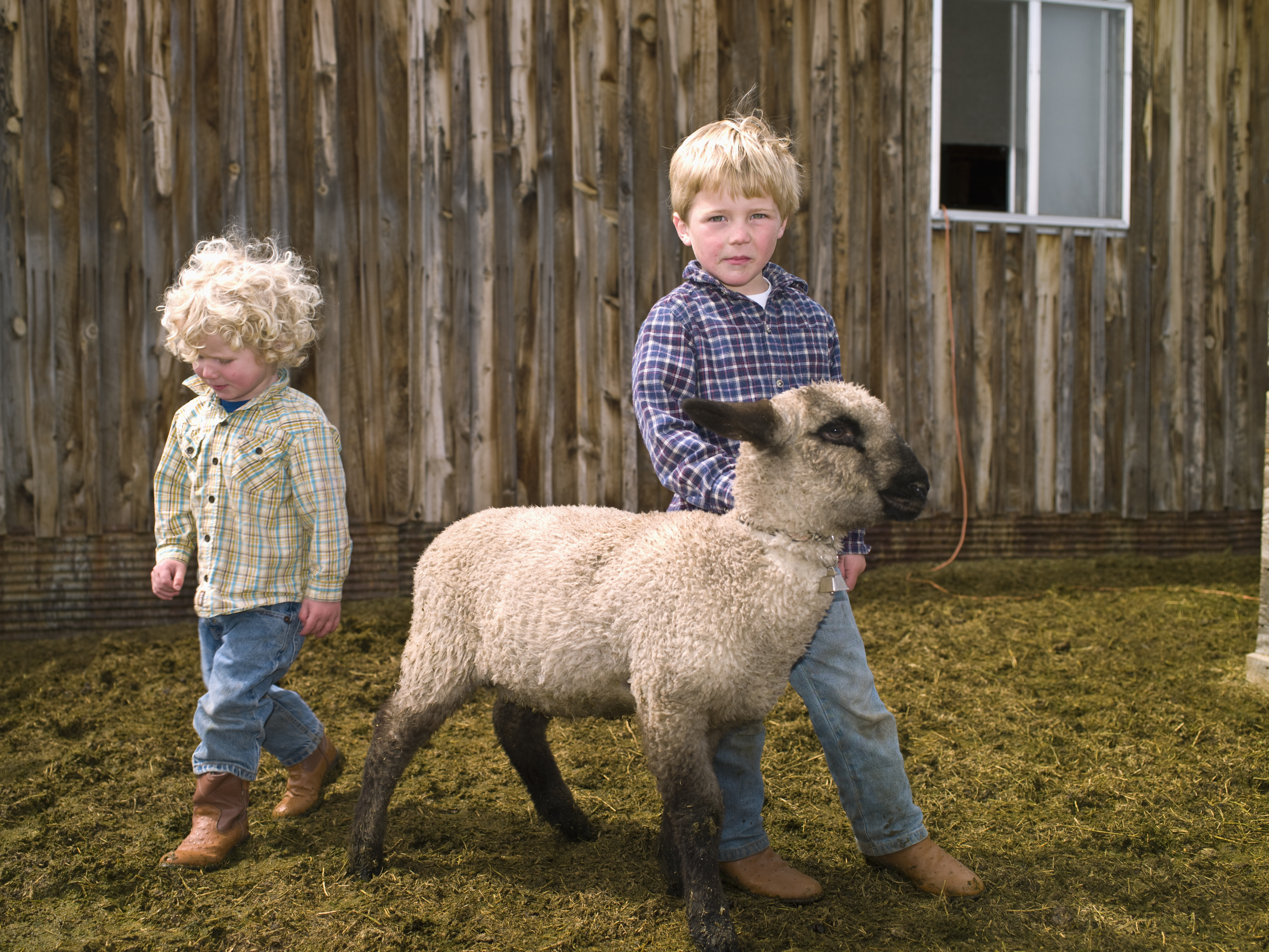 Ve Francii zapsali do vesnické školy čtyři ovce, aby splnili kvótu na počet žáků