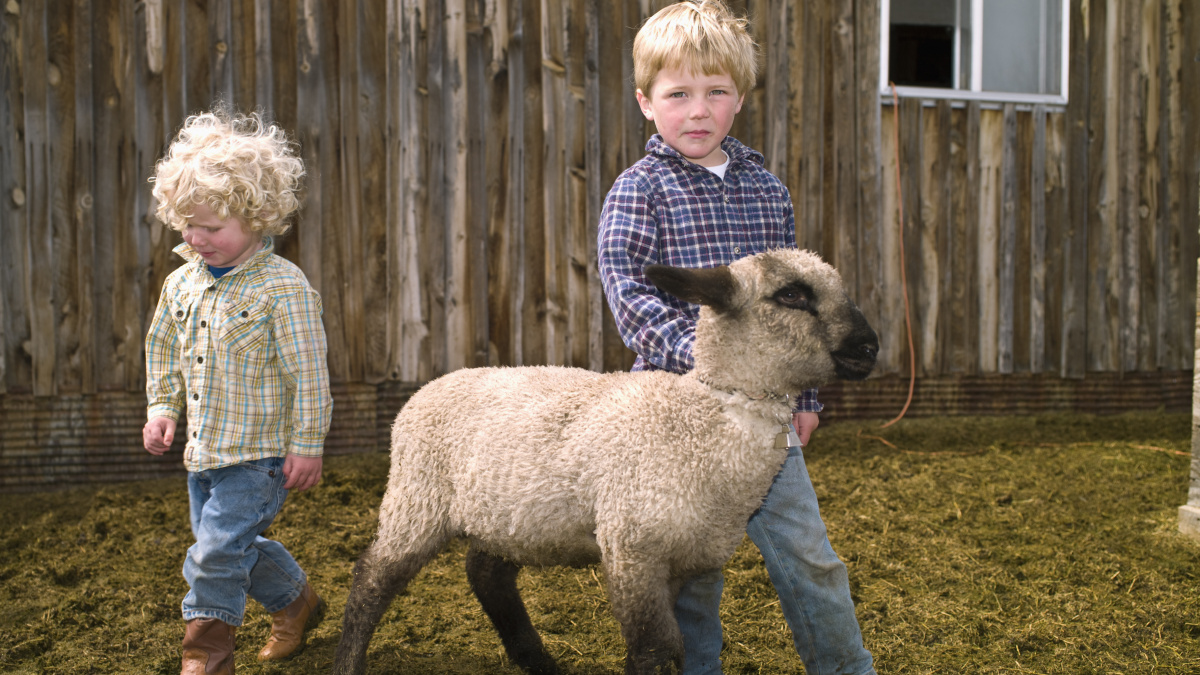 Ve Francii zapsali do vesnické školy čtyři ovce, aby splnili kvótu na počet žáků