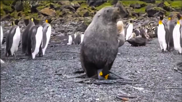 Lachtani na Antarktidě znásilňují tučňáky, zjistili vědci