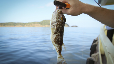 U Krymu se objevila ryba fugu, zatím ale chybí zkušený japonský kuchař