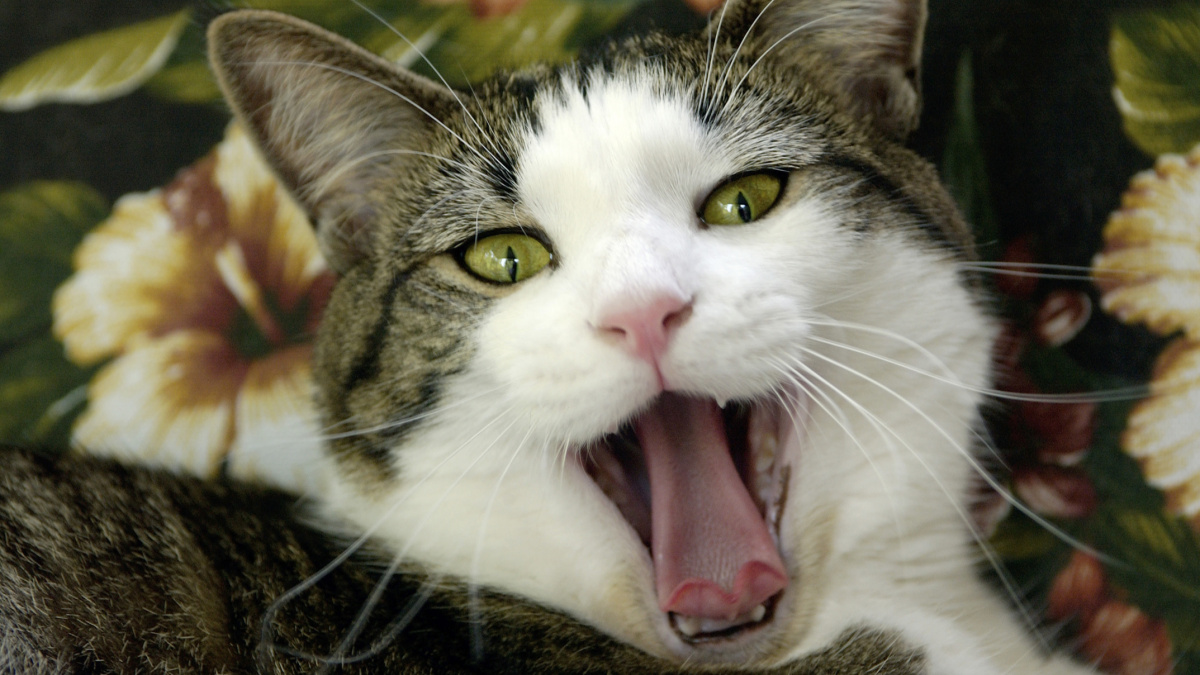 Přestaňte jíst kočky a psy, požadují po Švýcarech ochránci zvířat