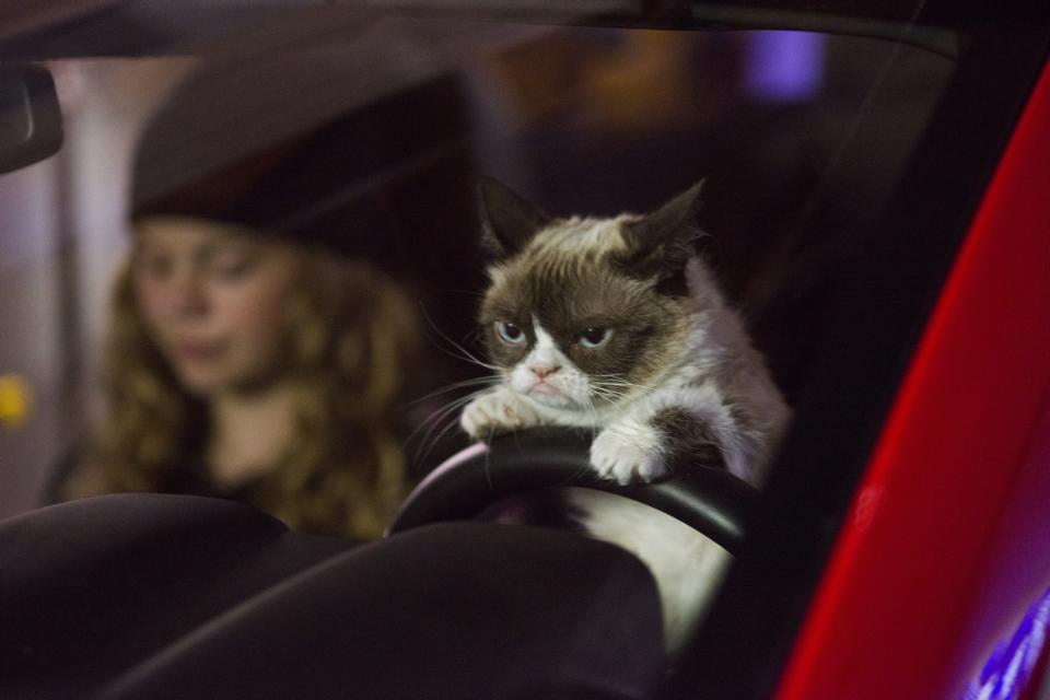 Kočka Grumpy vydělává víc než hollywoodské celebrity