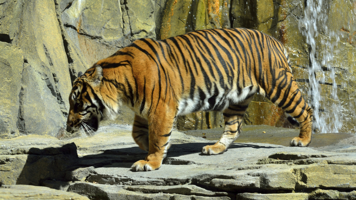 Číňan jedl tygry. Dostal 13 let vězení