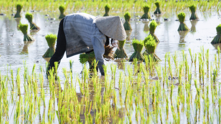 Japonsko může slavit, rýže z Fukušimy přestala být radioaktivní