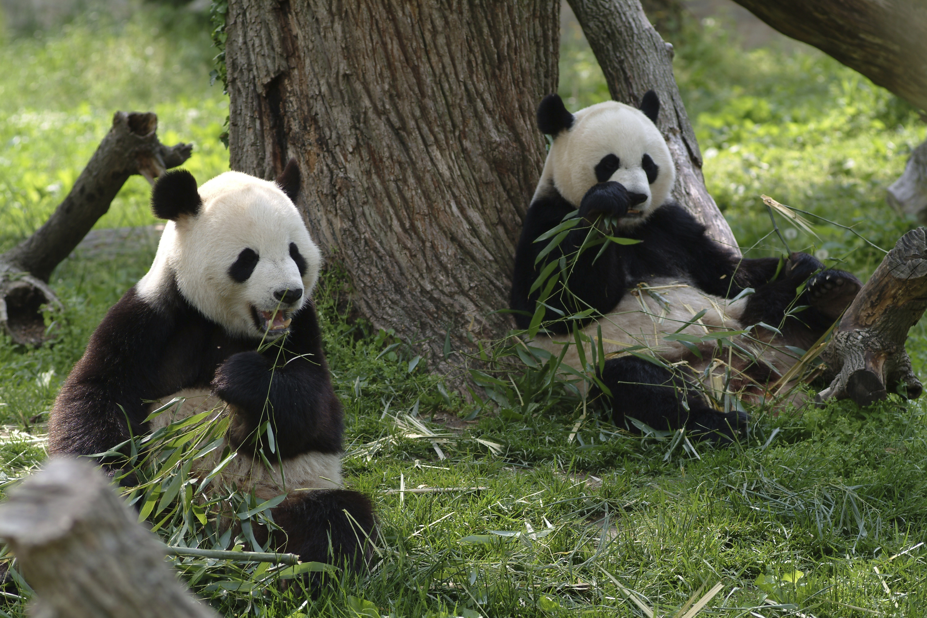 Virus psinky zabil v Číně dvě pandy, může ohrozit další v rezervacích
