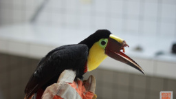 Tukan s uříznutým zobákem přežije, dostane 3D protézu