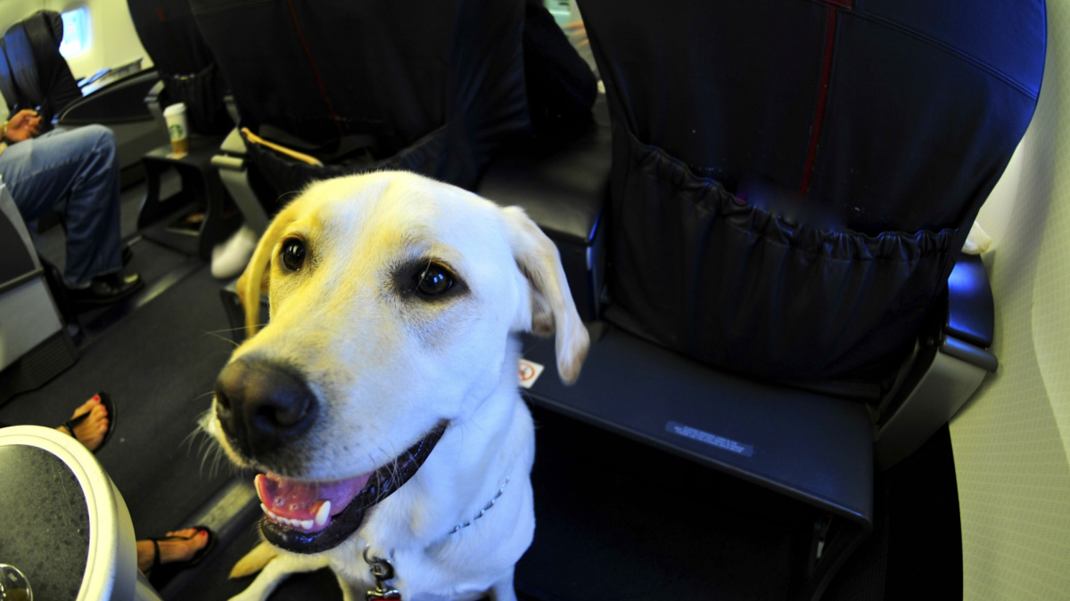 V Americe přibývá falešných asistenčních psů. Cestují zdarma a mohou i do restaurací
