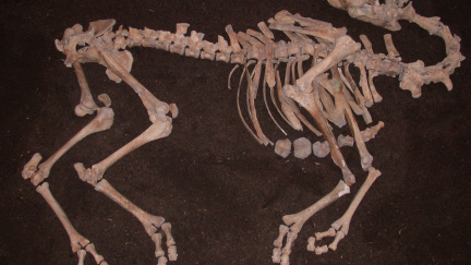 V Rakousku našli kostru válečného velblouda z osmansko-habsburských válek