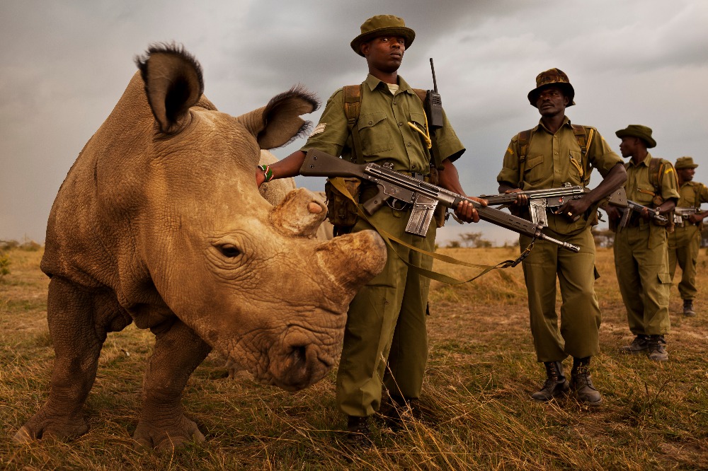 Život vzácného nosorožce z Česka visí na vlásku. V Keni má vlastní bodyguardy