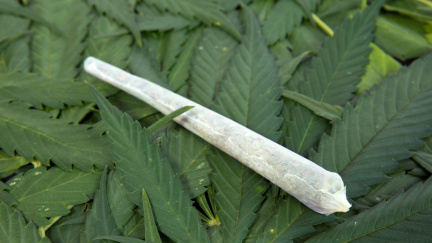 Dostupnější konopí: vyšší dávky a dostanou ho i děti