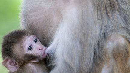 Malá opička dostala jméno po princezně. Zoo se musela omluvit