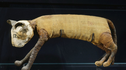 Egyptští balzamovači podváděli. Místo zvířecích těl cpali do mumií skořápky