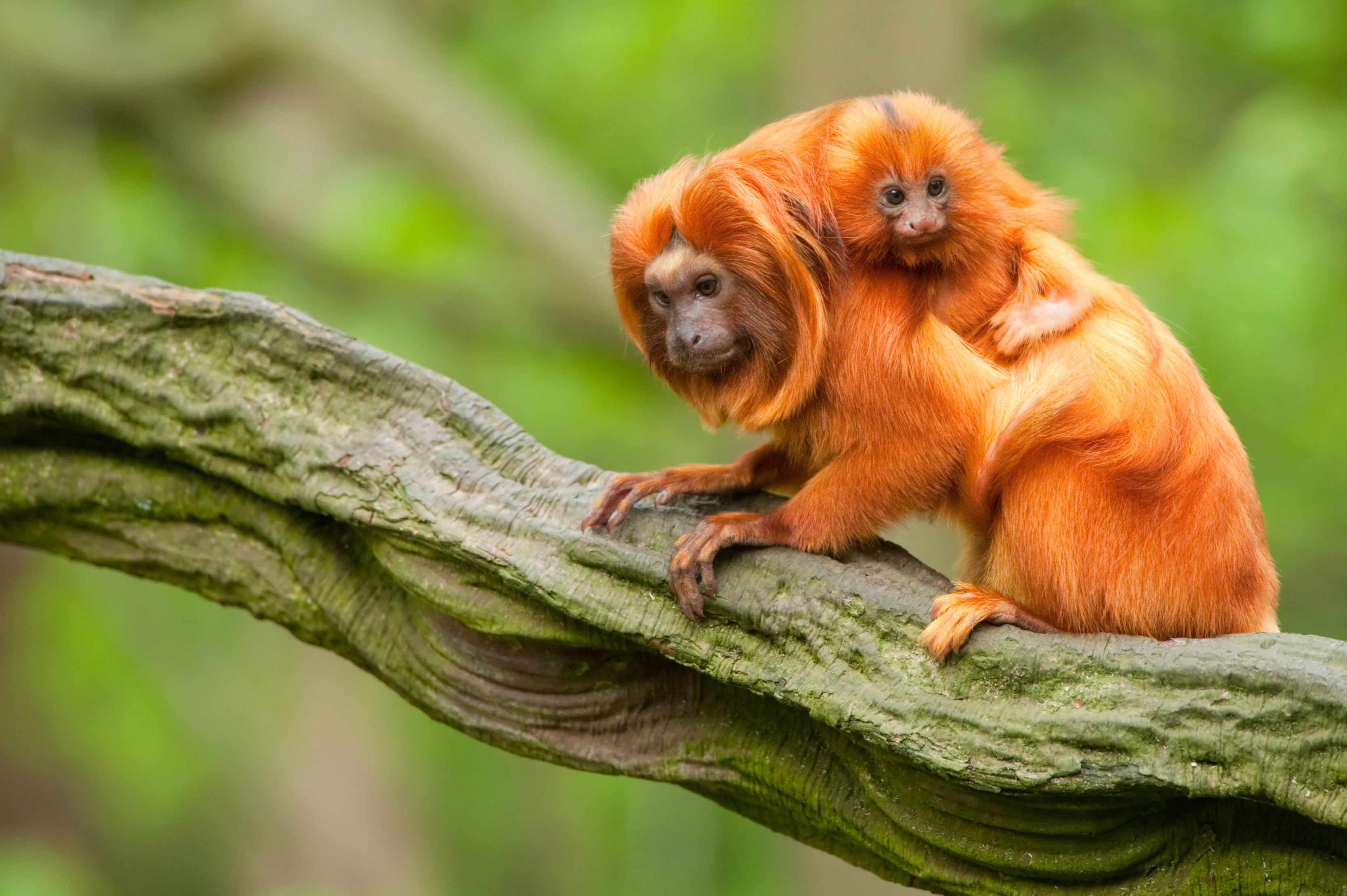 Z francouzské zoo někdo ukradl 17 vzácných opic