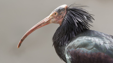 Kvůli bojům s IS v okolí Palmýry hrozí vyhynutí vzácného ibisa