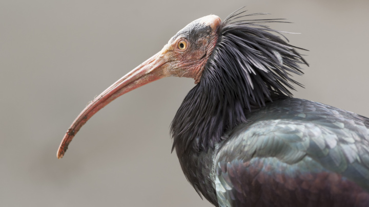 Kvůli bojům s IS v okolí Palmýry hrozí vyhynutí vzácného ibisa