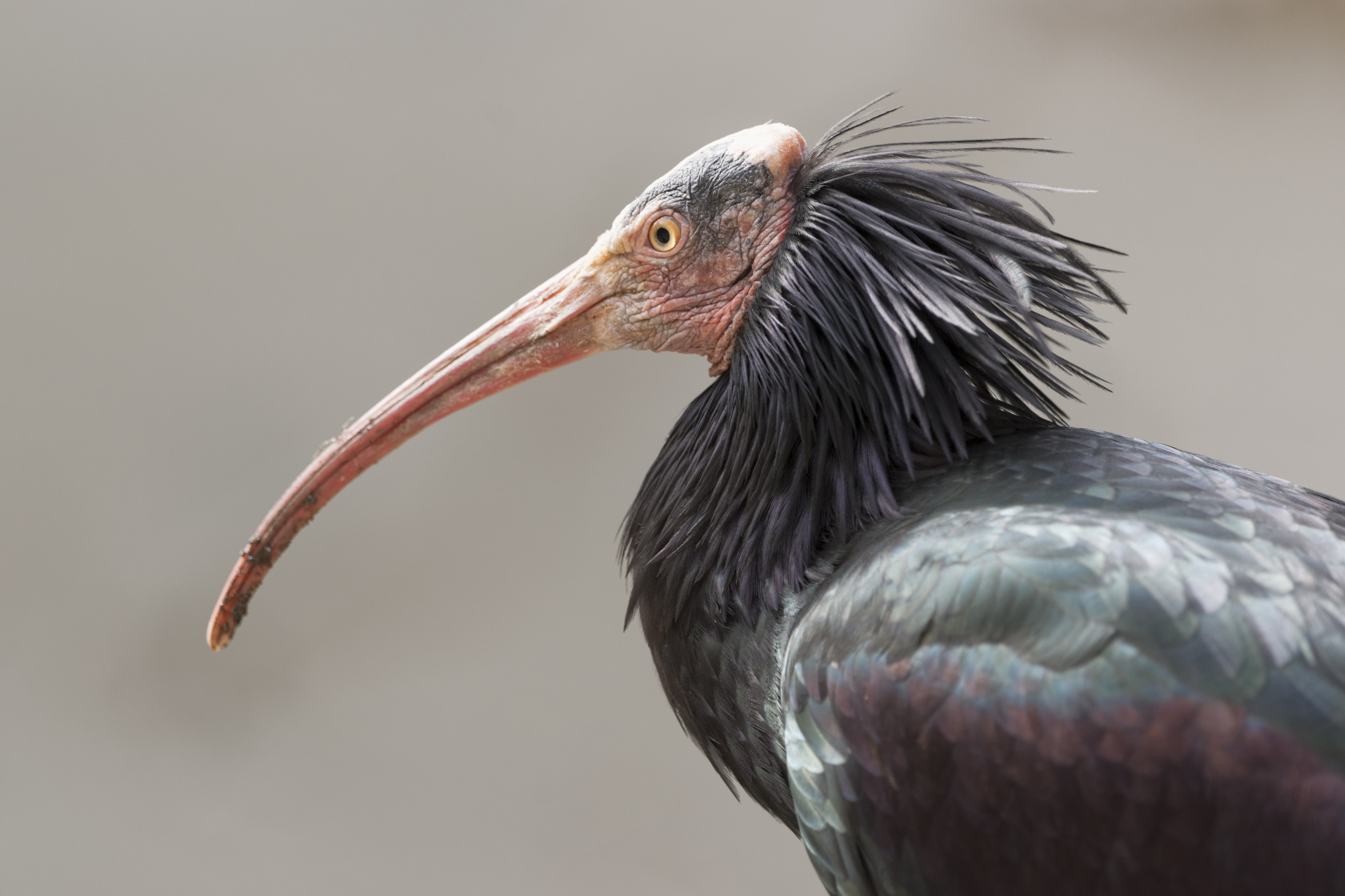 Kvůli bojům s IS v okolí Palmýry hrozí vyhynutí vzácného ibisa
